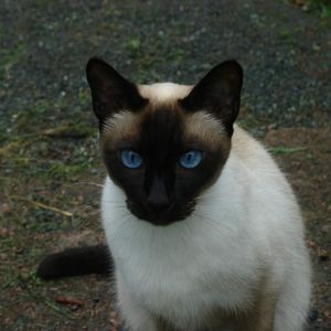 Meet your Posher, Pat